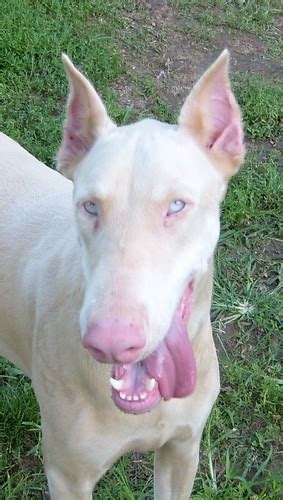 However, many factors other than color can affect the pricing of doberman. White Doberman Pinscher Society | Flickr - Photo Sharing!
