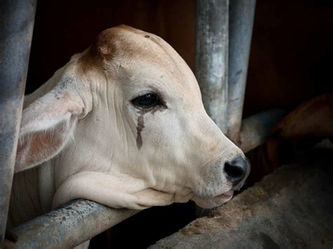 crying cow - World Animal News