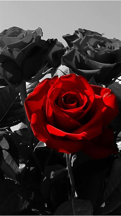 Red And Black Rose Wallpapers Wallpaper Cave