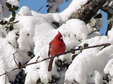 Northern Cardinal Cardinalis Cardinalis Natureworks