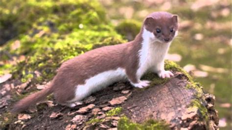 Photos About The Least Weasel Youtube