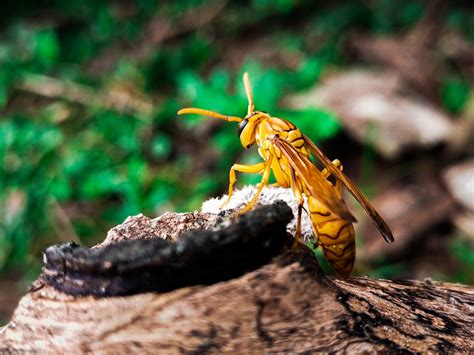 Yellow Hornet Insect Bug Close Free Photo On Pixabay Pixabay