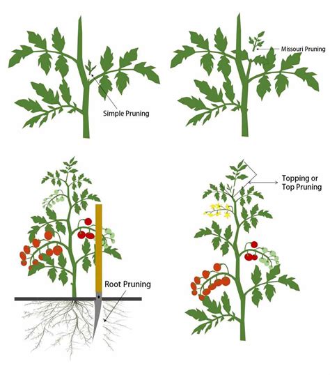 20 Helpful Tips For Pruning Tomato Plants Ofags