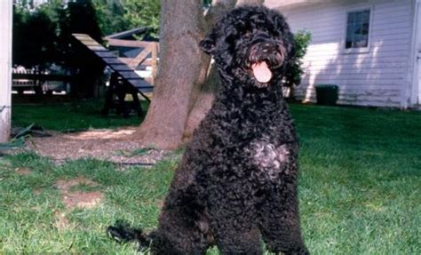 Изучаем китайский язык с нуля! 葡萄牙水犬多少钱一只-萌宠乐园