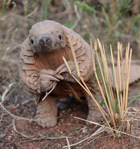 PsBattle: This pangolin crouching on its hind legs | Pangolin pictures