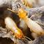 Termite Infestation  What Does It Actually Mean House Inspections