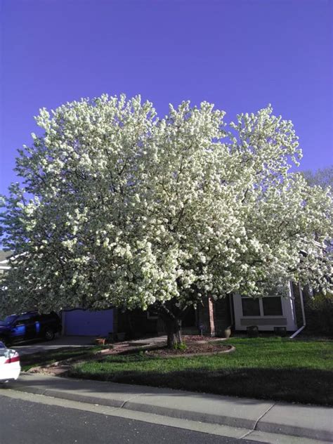 Spring Snow Crabapple