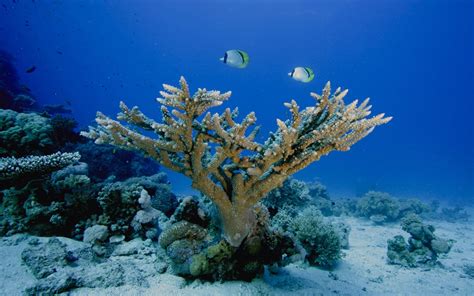 Wallpaper Underwater Coral Reef Sea Life Ocean 1920x1200 Px