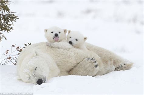 Polar Bear Cubs At Canadas Wapusk National Park Try To Wake Their Mom