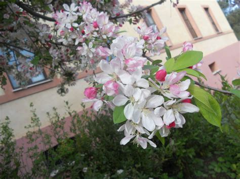 Giacinto d uva muscari armeniacum e bulbo fiorito primaverile con fiori foto d archivio crushpixel : grappolo-di-fiori-rosa.jpg - La Finestra di Stefania