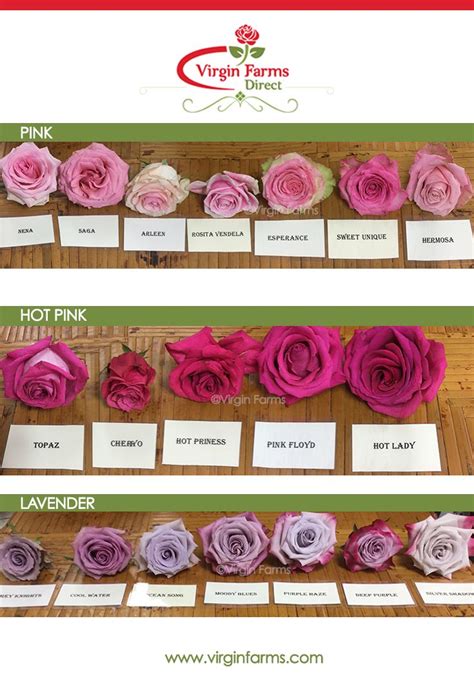 Rose Variety Comparison Chart Pink Hot Pink And Lavender Hot Pink