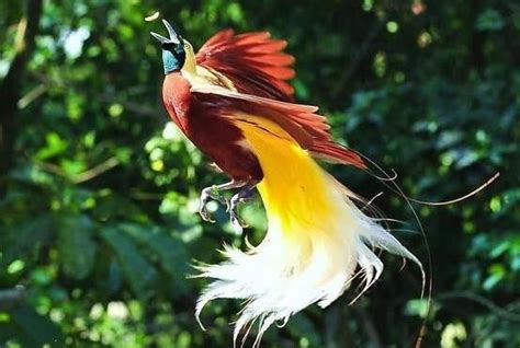 By kicaumaniaposted on february 12, 2020november 19, 2020. Bird of Paradise aka Cendrawasih Flying Photo Picture From ...