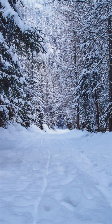 Walking Path Winter Tree Forest Nature 1080x2160 Wallpaper