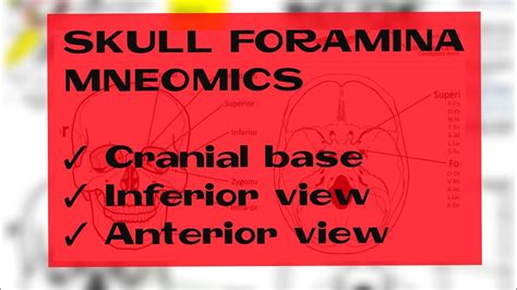 Skull Foramina Mnemonics Head And Neck Mnemonics Cranial Foramina