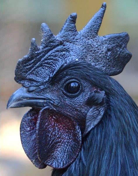 All Black Chicken Is Perfect For Goth Urban Homesteaders Boing Boing