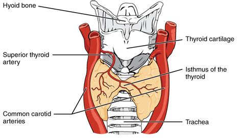 Thyroid Gland Definition Function And Location Biology Dictionary