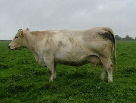 Belgian blue cattle gado beef cattle rind livestock farm animals beautiful creatures calves agriculture. Dual-Purpose Belgian Blue Breed2.jpg 445×336 pixels (With ...