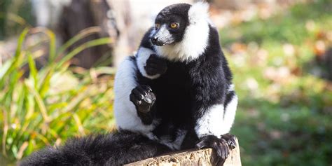 Meet Bentley And Beemer Our Collared Lemur Brothers Smithsonians