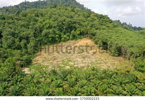 Aerial Photo Former Rainforest Cut Down Stock Illustration 1750002233