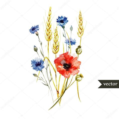 On peut laisser sécher les capsules de graines pour les resemer en septembre. Watercolor poppy, cornflower, wheat bouquet - vector ...