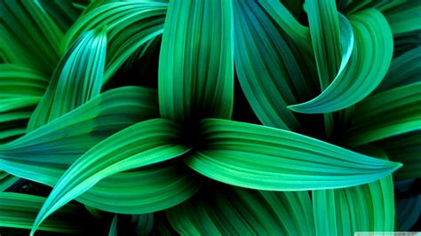 Plants 5 4k Hd Desktop Wallpaper For 4k Ultra Hd Green Leaves Desktop