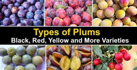 Types Of Plums Black Red And More Varieties With Pictures