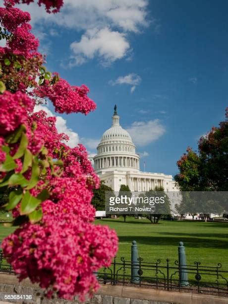 National Capitol Flower Photos And Premium High Res Pictures Getty Images