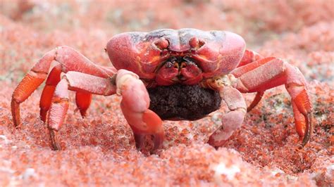 Do Crabs Eat Their Babies The 15 Detailed Answer