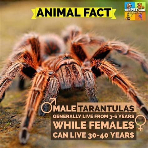 An Animal Fact Magazine Cover With A Large Spider On Its Back And The