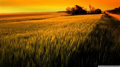 Wheat Sunset Field Wallpoper
