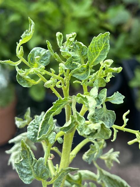 Curled Tomato Leaves And Herbicide Damage The Gourmantic Garden