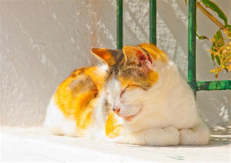 Cat Sleeping Stock Photo Image Of Clean Cute Domestic 40080078