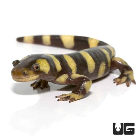Yellow Barred Tiger Salamanders Ambystoma Mavortium For Sale