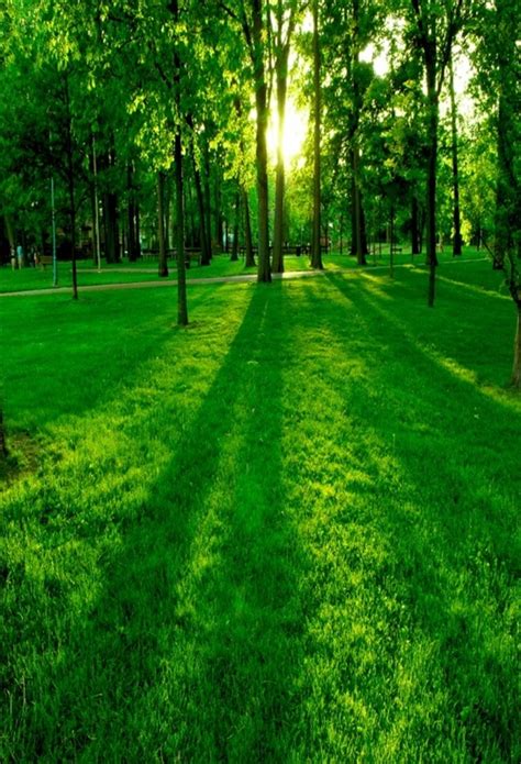 Laeacco Spring Sunshine Green Grassland Forest Photography Backdrops