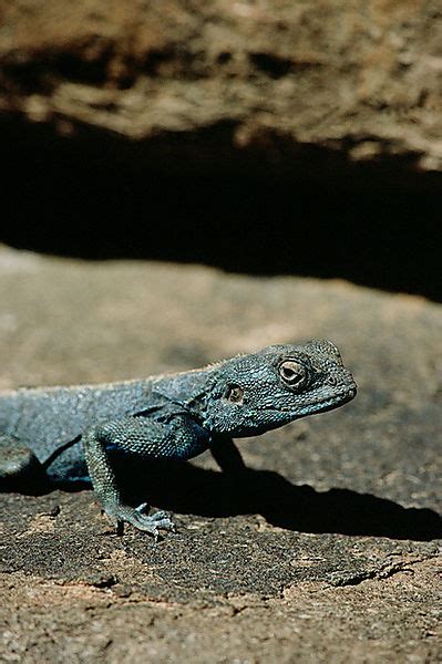 Agama Lizard Photo South Africa