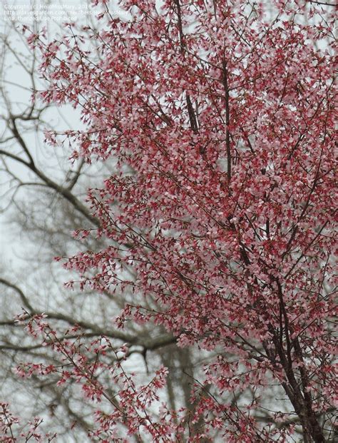 Plant Identification Closed Pink Flowering Tree 1 By Hellomissmary