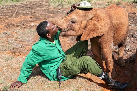 Orphaned Elephant In Kenya Kisses The Man Who Saved Her Daily Mail Online