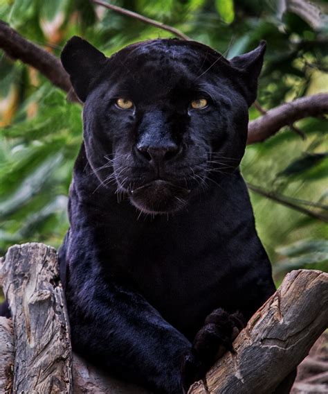 Black Jaguar Black Jaguar Animal Jaguar Animal Black Jaguar