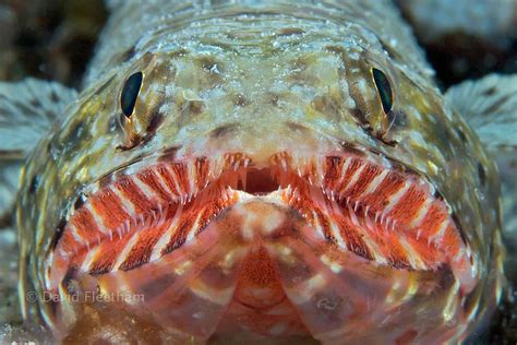 Creepy Ceature Feature Lizardfish Maui Ocean Center