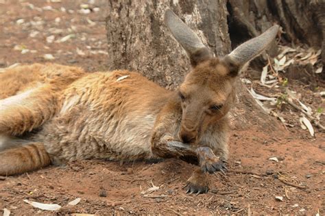 These native australian animals are marsupials as well as macropods, meaning big foot. red kangaroos, tall and strongly built, are the largest marsupials and the largest australian mammal, sometimes standing at over 6 feet tall. Best spots to see native Australian animals - Adelaide to ...