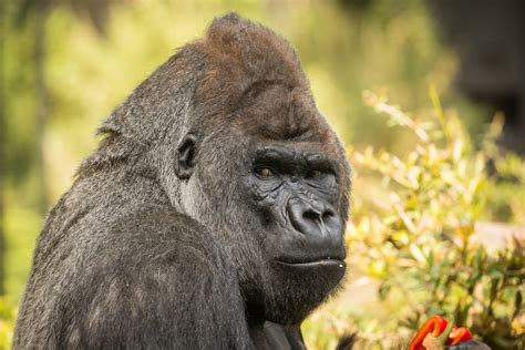 Gorillas Animals Wallpapers Hd Desktop And Mobile Backgrounds