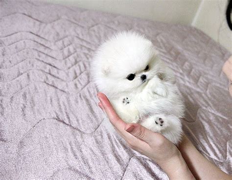 White Teacup Pomeranian Cute Pinterest