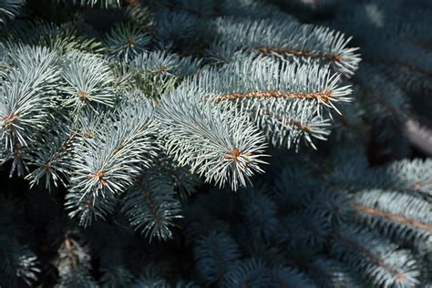 Baby Blue Colorado Blue Spruce Picea Pungens Baby Blue In Inver