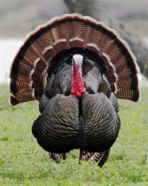 Wild Turkeys In New England Ask The Naturalist New England Today