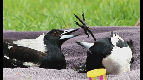 Magpies Just Wanna Have Fun Richard And Pip Playing Youtube