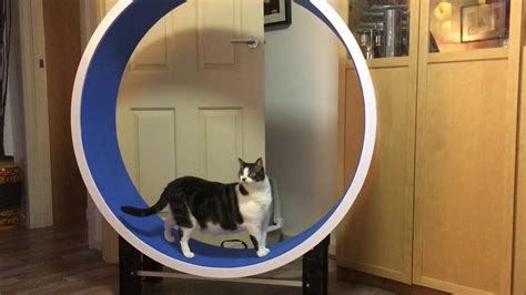 This post contains affiliate links. Cat Exercise Wheel - YouTube