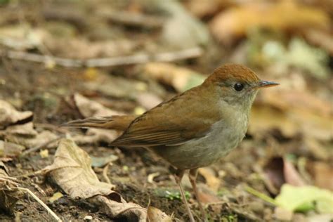 Ruddy Capped Nightingale Thrush Great Bird Pics