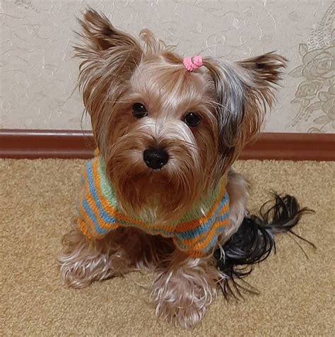 14 Facts You Didnt Know About The Yorkshire Terrier Page 3 Of 3