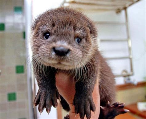 14 Sea Otters Who Dont Even Know How Cute They Are