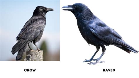 International Crow And Raven Appreciation Day